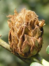 Attēlu rezultāti vaicājumam “Andricus foecundatrix”