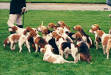 Country Sports and Country Life - Beagling