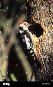 Attēlu rezultāti vaicājumam “Dendrocopos medius nest”