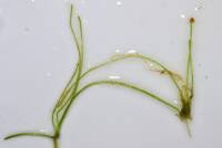 Attēlu rezultāti vaicājumam “Limosella aquatica flower”