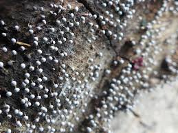 Attēlu rezultāti vaicājumam “Physarum globuliferum”