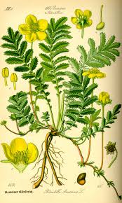 Attēlu rezultāti vaicājumam “Potentilla arenaria flower”