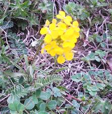 Attēlu rezultāti vaicājumam “Erysimum hieracifolium fruit”