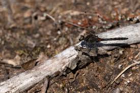 Attēlu rezultāti vaicājumam “Leucorrhinia dubia”