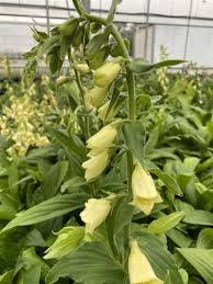 Image result for Digitalis grandiflora