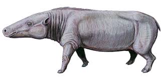 Attēlu rezultāti vaicājumam “Anthracoidea”