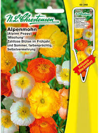 Image result for Alpenmohn