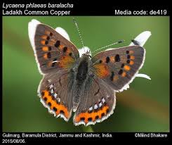 Attēlu rezultāti vaicājumam “Lycaena phlaeas”