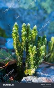 Attēlu rezultāti vaicājumam “Huperzia selago”