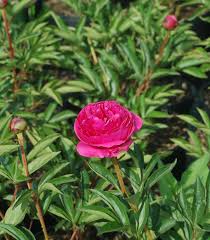 Attēlu rezultāti vaicājumam “Paeonia lactiflora”