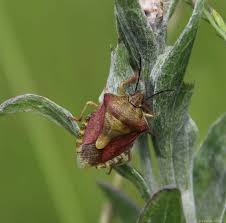 Attēlu rezultāti vaicājumam “Carpocoris purpureipennis”