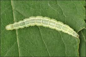 Attēlu rezultāti vaicājumam “Ypsolopha asperella”