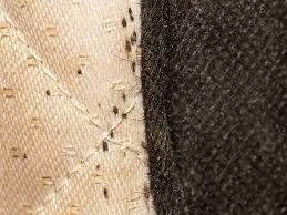 Image result for bed bugs