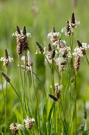Attēlu rezultāti vaicājumam “Plantago lanceolata leaf”