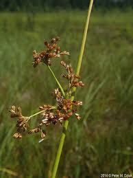 Attēlu rezultāti vaicājumam “Juncus effusus fruit”