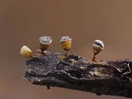 Attēlu rezultāti vaicājumam “Craterium minutum young”