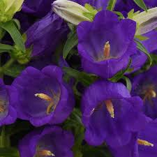 Image result for Campanula affinis