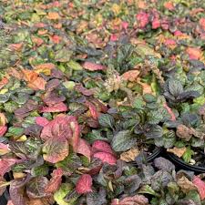 Attēlu rezultāti vaicājumam “Ajuga reptans”