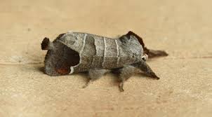 Attēlu rezultāti vaicājumam “Clostera curtula”