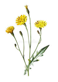 Attēlu rezultāti vaicājumam “Leontodon autumnalis”