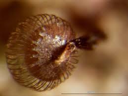 Attēlu rezultāti vaicājumam “Cribraria cancellata var. fusca”