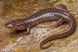 Attēlu rezultāti vaicājumam “Badhamia versicolor sessile”