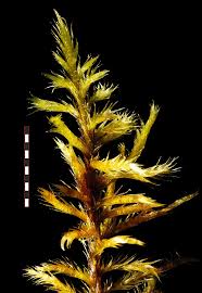 Attēlu rezultāti vaicājumam “Pseudocalliergon turgescens”