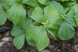 Attēlu rezultāti vaicājumam “Paris quadrifolia leaf”