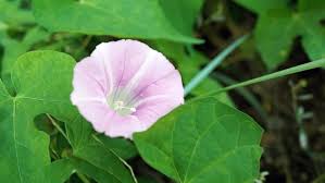 Attēlu rezultāti vaicājumam “Calystegia inflata leaf”