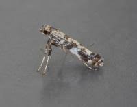 Attēlu rezultāti vaicājumam “Gracillaria syringella imago”