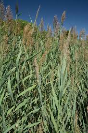 Attēlu rezultāti vaicājumam “Phragmites communis flower”