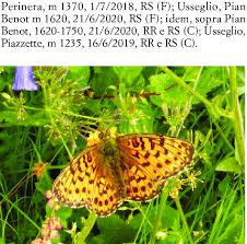 Attēlu rezultāti vaicājumam “Boloria titania”