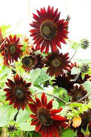 Attēlu rezultāti vaicājumam “Helianthus annuus fruit”