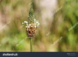 Attēlu rezultāti vaicājumam “Plantago lanceolata flower”