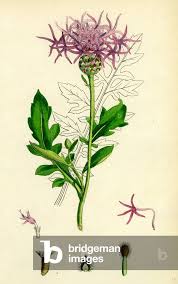 Attēlu rezultāti vaicājumam “Centaurea scabiosa”