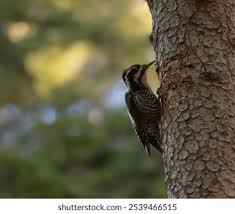 Attēlu rezultāti vaicājumam “Picoides tridactylus adult”