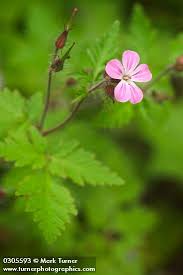 Attēlu rezultāti vaicājumam “Geranium robertianum flower”