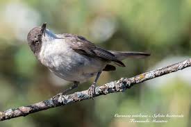 Image result for Sylvia hortensis