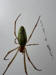 Attēlu rezultāti vaicājumam “Tetragnatha extensa”