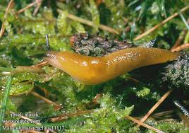 Attēlu rezultāti vaicājumam “Malacolimax tenellus”