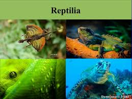 Attēlu rezultāti vaicājumam “Reptilia”