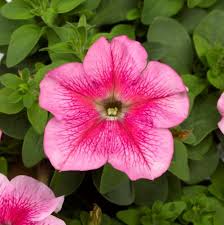 Image result for Petunia