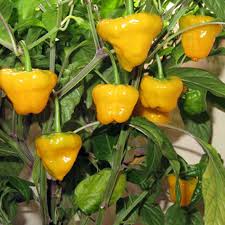 Afbeeldingsresultaat voor yellow fratali hot pepper