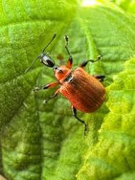 Attēlu rezultāti vaicājumam “Apoderus coryli”