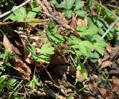 Attēlu rezultāti vaicājumam “Corydalis intermedia fruit”