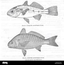 Image result for Leiostomus xanthurus