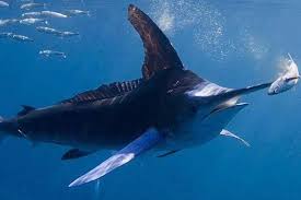 Image result for Kajikia albida