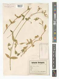 Attēlu rezultāti vaicājumam “Cerastium holosteoides fruit”