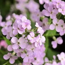 Attēlu rezultāti vaicājumam “Hesperis matronalis”