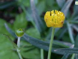 Attēlu rezultāti vaicājumam “Ranunculus auricomus leaf”
